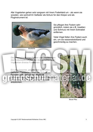 Das-Federkleid-der-Vögel-3.pdf